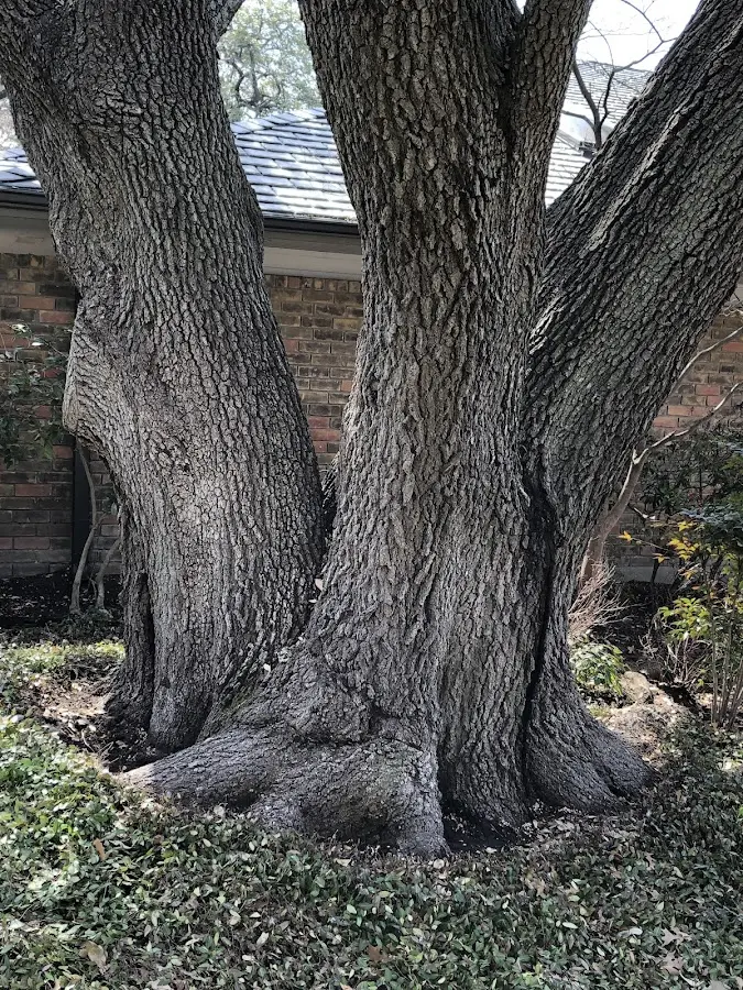 Mature heritage tree close to a Paulina property cared for by certified arborists
